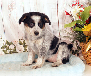 Boston Cattle Dog Puppy for sale in PENNS CREEK, PA, USA