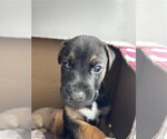 Small Black Mouth Cur Mix