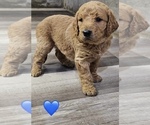 Puppy Blu Goldendoodle