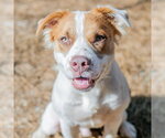 Small Colonial Cocker Spaniel Mix