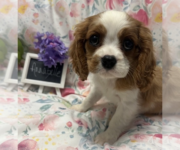 Medium Photo #1 Cavalier King Charles Spaniel Puppy For Sale in ABILENE, TX, USA