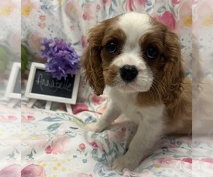 Cavalier King Charles Spaniel Puppy for sale in ABILENE, TX, USA