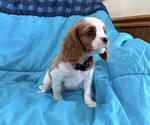 Small #1 Cavalier King Charles Spaniel