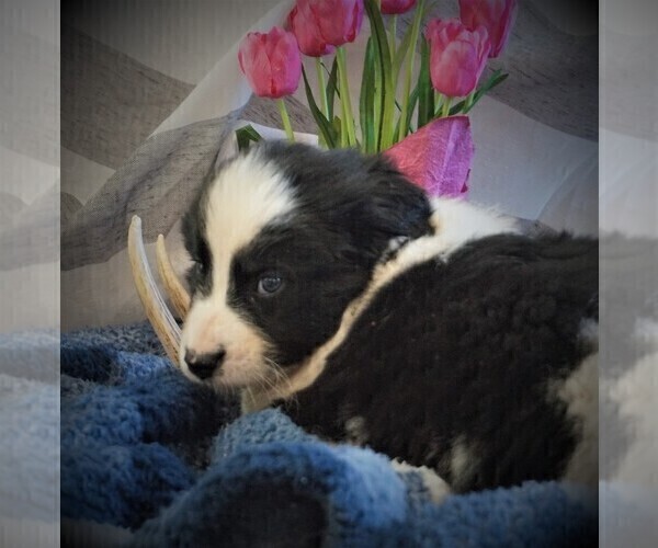 Medium Photo #2 Border Collie Puppy For Sale in LUBLIN, WI, USA
