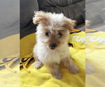 Small #2 Pomeranian