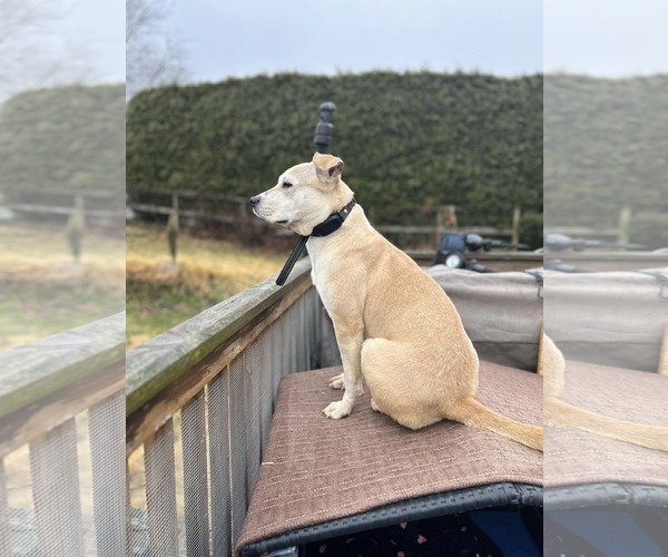 Medium Photo #2 Mutt Puppy For Sale in Shillington, PA, USA