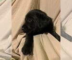 Small Photo #7 Labrador Retriever Puppy For Sale in PUEBLO, CO, USA