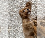 Small #1 Cavalier King Charles Spaniel