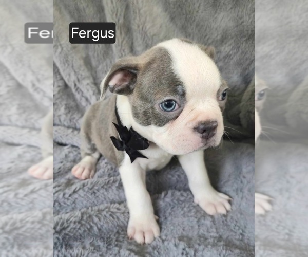 Medium Photo #4 Boston Terrier Puppy For Sale in MINERAL WELLS, WV, USA