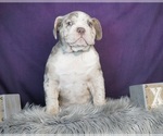 Small Photo #4 Olde English Bulldogge Puppy For Sale in WARSAW, IN, USA
