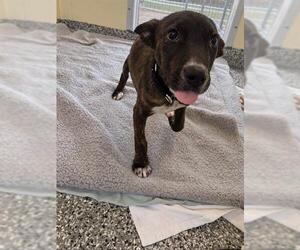 Mutt Dogs for adoption in Brewster, MA, USA