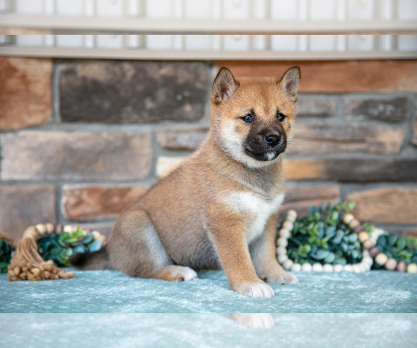 Medium Photo #2 Shiba Inu Puppy For Sale in MILLERSBURG, OH, USA