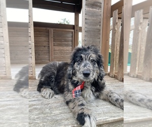 Goldendoodle-Poodle (Standard) Mix Puppy for sale in APOPKA, FL, USA