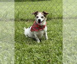 Small #2 Chihuahua