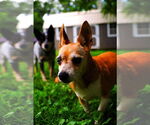 Small #3 Chihuahua
