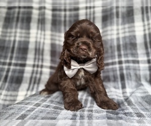 Cocker Spaniel Puppy for sale in LAKELAND, FL, USA