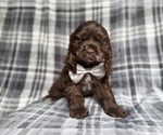 Small Cocker Spaniel