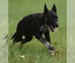 Small #1 Mutt