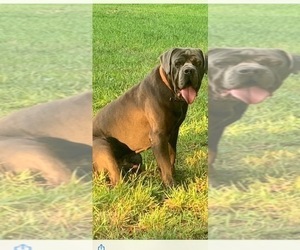 Father of the Cane Corso puppies born on 03/18/2022