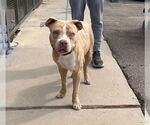 Small #2 American Pit Bull Terrier Mix
