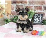 Crystal - Female Schnauzer (Miniature) Puppy for Sale - Photo #3