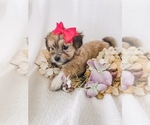 Small Photo #9 Coton de Tulear-Unknown Mix Puppy For Sale in BROGUEVILLE, PA, USA