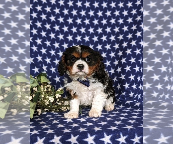 Medium Photo #3 Cavalier King Charles Spaniel Puppy For Sale in QUARRYVILLE, PA, USA