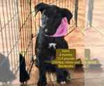 Small #2 Labrador Retriever Mix