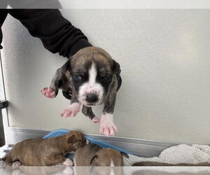 Mutt Dogs for adoption in Corona, CA, USA