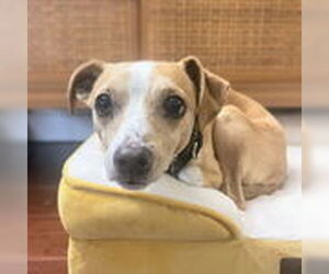 Mutt Dogs for adoption in Pittsburg, CA, USA