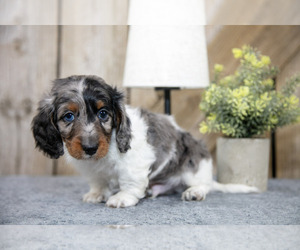 Dachshund Litter for sale in GREENWICH, OH, USA