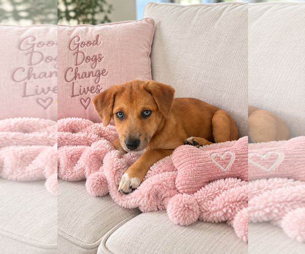 Medium Photo #8 Mutt Puppy For Sale in Euless, TX, USA