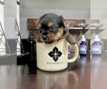 Small #4 Yorkshire Terrier