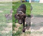 Small #14 American Pit Bull Terrier-Red Heeler Mix