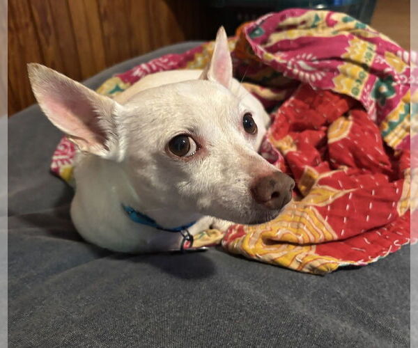 Medium Photo #8 Chihuahua-Unknown Mix Puppy For Sale in Oak Bluffs, MA, USA