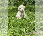 Small #6 Golden Retriever