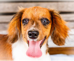 Small Photo #42 Dachshund Puppy For Sale in WAKARUSA, IN, USA