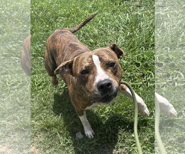 Medium Photo #3 Mutt Puppy For Sale in Virginia Beach, VA, USA