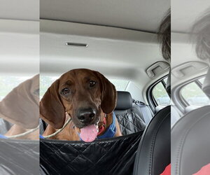Redbone Coonhound Dogs for adoption in Silver Spring, MD, USA