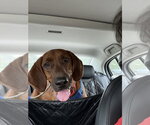 Small Redbone Coonhound