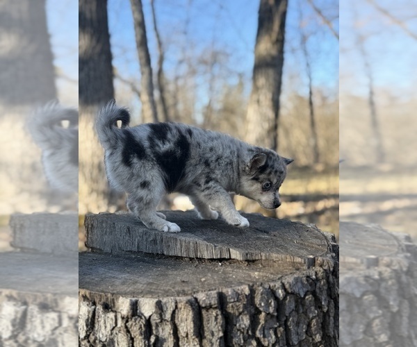 Medium Photo #14 Alaskan Klee Kai-Pomsky Mix Puppy For Sale in STAPLES, MN, USA