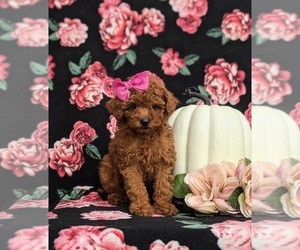 Poodle (Toy) Puppy for sale in PARADISE, PA, USA