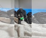 Puppy Puppy 4 Australian Labradoodle-Cavapoo Mix