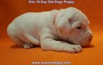 Small Photo #55 Dogo Argentino Puppy For Sale in JANE, MO, USA