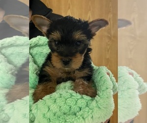 Yorkshire Terrier Puppy for Sale in SAINT PETERSBURG, Florida USA
