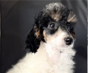 Poodle (Miniature) Puppy for sale in PASO ROBLES, CA, USA