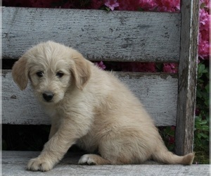 Poodle (Standard)-Siberian Husky Mix Puppy for sale in FREDERICKSBURG, OH, USA