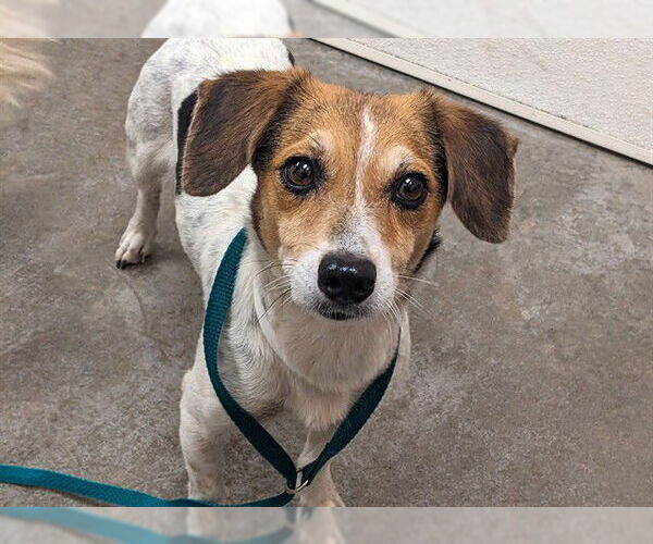 Medium Photo #1 Dachshund-Jack Russell Terrier Mix Puppy For Sale in Chandler, AZ, USA