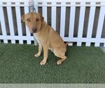 Small Labrador Retriever-Staffordshire Bull Terrier Mix