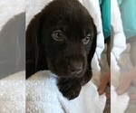 Small Photo #1 Labrador Retriever Puppy For Sale in PARKER, CO, USA